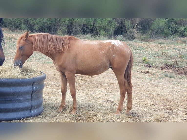 Appaloosa Mare 4 years 14,1 hh in Zerf