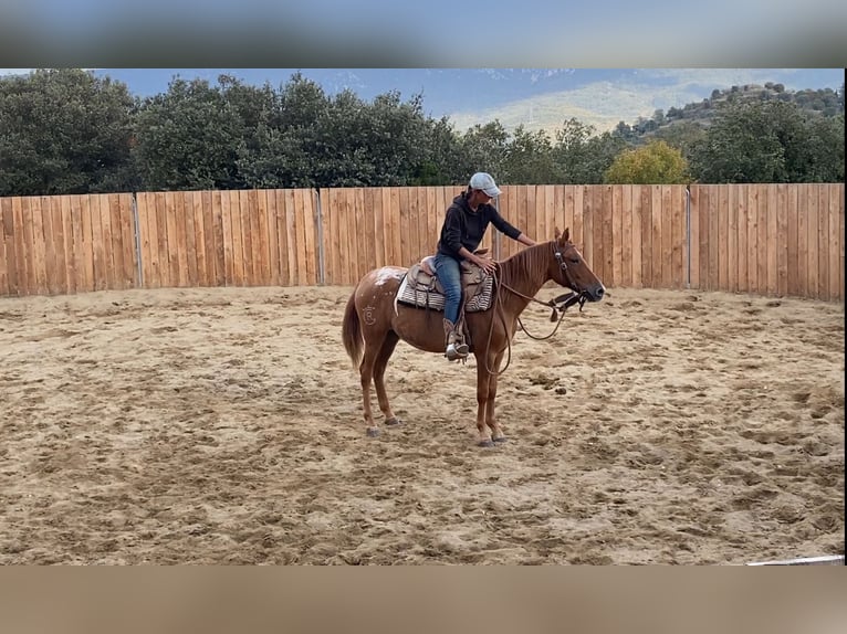 Appaloosa Mare 4 years 14,1 hh in Zerf