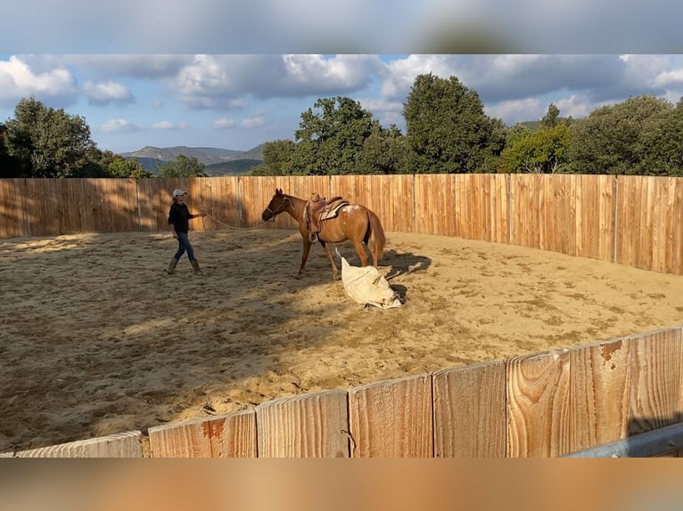 Appaloosa Mare 4 years 14,1 hh in Zerf