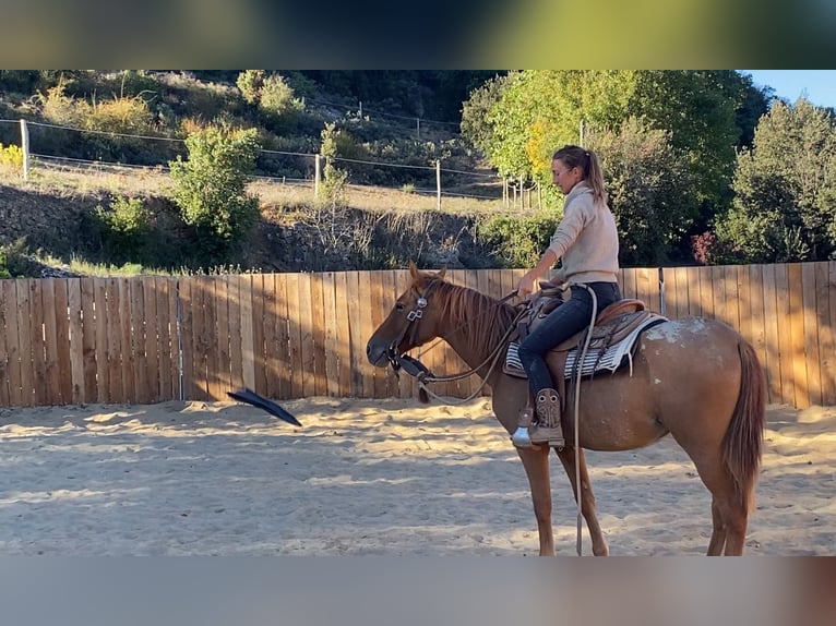 Appaloosa Mare 4 years 14,1 hh in Zerf