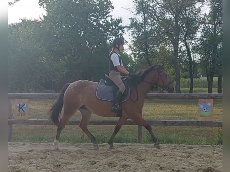 Appaloosa Mix Mare 4 years 14,1 hh Leopard-Piebald in G&#xFC;ssing