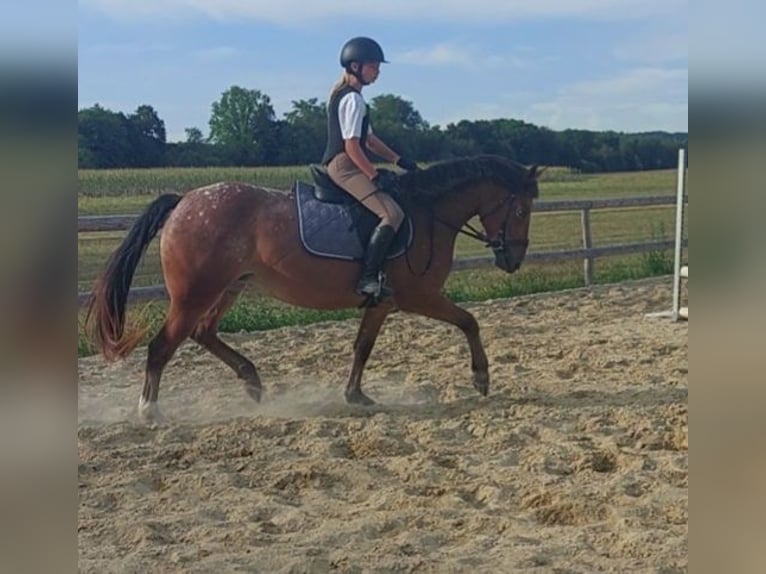 Appaloosa Mix Mare 4 years 14,1 hh Leopard-Piebald in G&#xFC;ssing