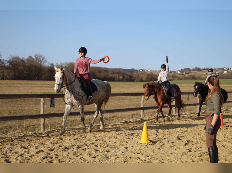 Appaloosa Mix Mare 4 years 14,1 hh Leopard-Piebald in G&#xFC;ssing