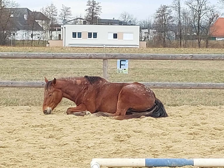 Appaloosa Mix Mare 4 years 14,1 hh Leopard-Piebald in G&#xFC;ssing