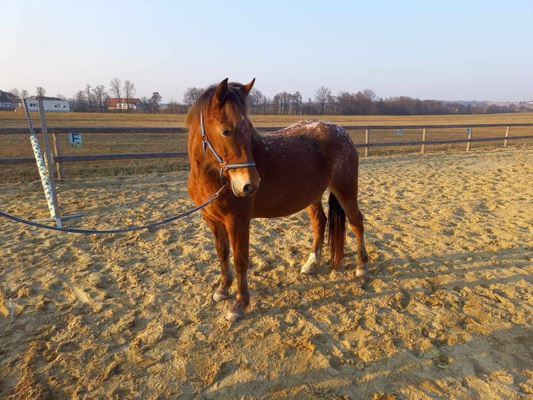 Appaloosa Mix Mare 4 years 14,1 hh Leopard-Piebald in G&#xFC;ssing