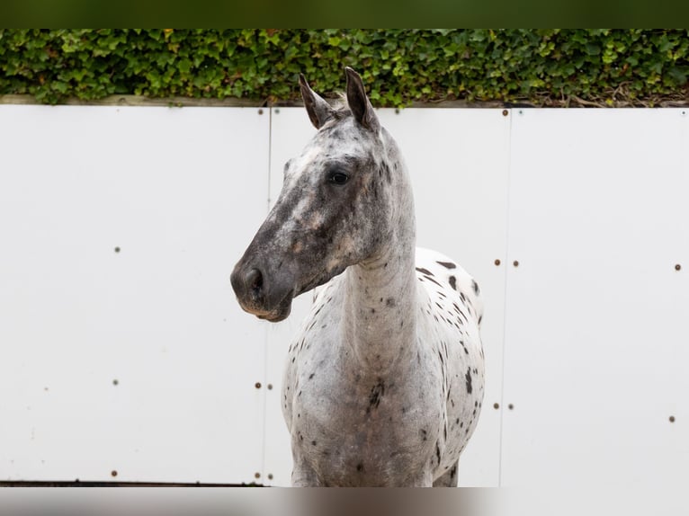 Appaloosa Mare 4 years 14,1 hh Leopard-Piebald in Waddinxveen