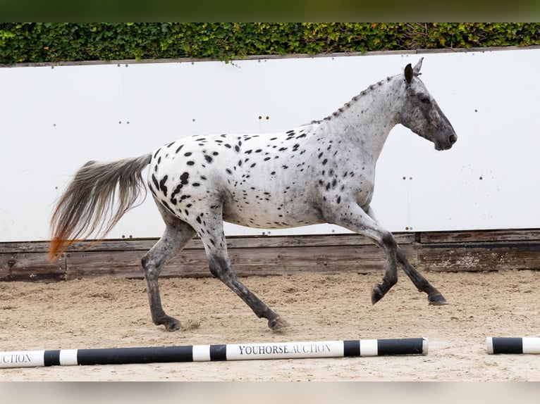 Appaloosa Mare 4 years 14,1 hh Leopard-Piebald in Waddinxveen