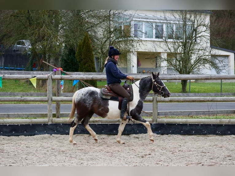 Appaloosa Mix Mare 4 years 14,1 hh Pinto in Üxheim