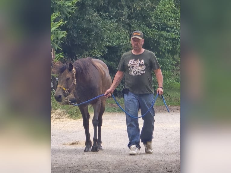 Appaloosa Mare 4 years 14,2 hh Buckskin in Kevelaer Appaloosa Mare 4 years 14,2 hh Buckskin in Kevelaer