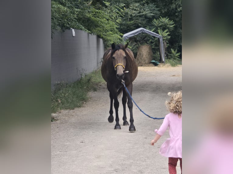 Appaloosa Mare 4 years 14,2 hh Buckskin in Kevelaer Appaloosa Mare 4 years 14,2 hh Buckskin in Kevelaer
