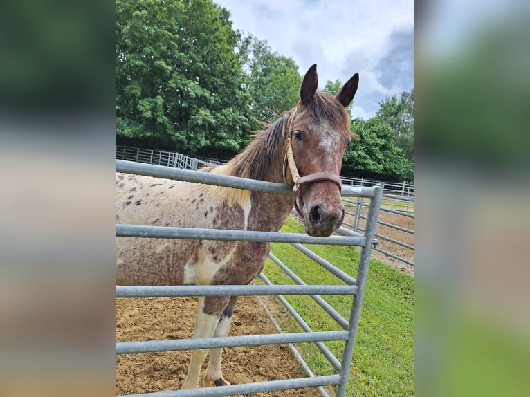 Appaloosa Mix Mare 4 years 14,2 hh Leopard-Piebald in Altom&#xFC;nster