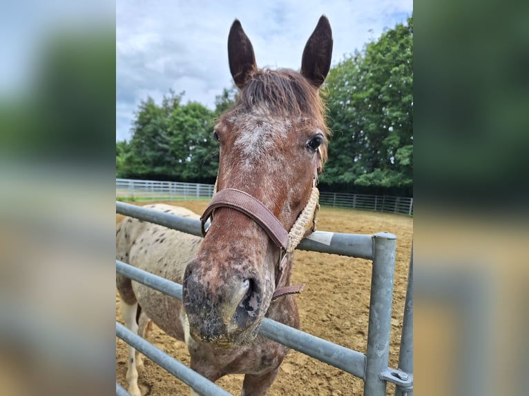 Appaloosa Mix Mare 4 years 14,2 hh Leopard-Piebald in Altom&#xFC;nster