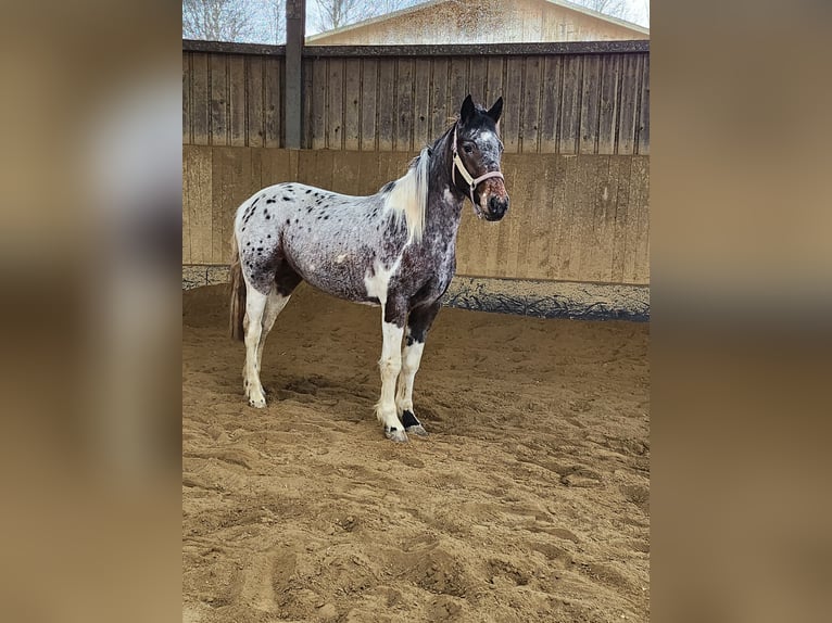 Appaloosa Mix Mare 4 years 14,2 hh Leopard-Piebald in Altom&#xFC;nster