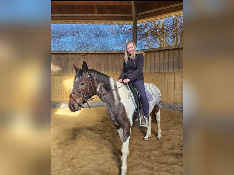 Appaloosa Mix Mare 4 years 14,2 hh Leopard-Piebald in Altomünster Appaloosa Mix Mare 4 years 14,2 hh Leopard-Piebald in Altomünster