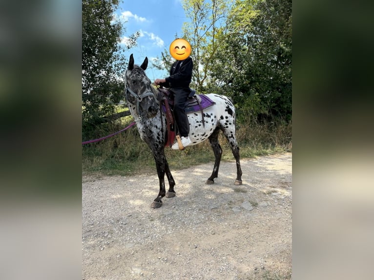 Appaloosa Mare 4 years 14,2 hh Leopard-Piebald in Kotternborn