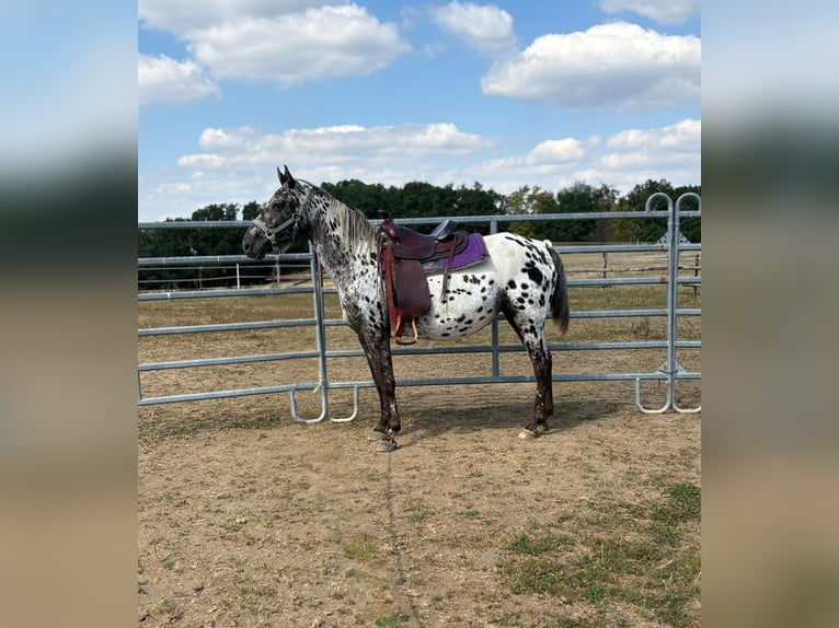 Appaloosa Mare 4 years 14,2 hh Leopard-Piebald in Kotternborn