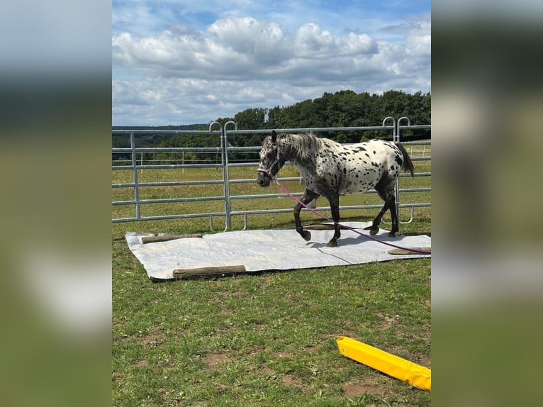 Appaloosa Mare 4 years 14,2 hh Leopard-Piebald in Kotternborn