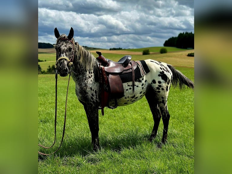 Appaloosa Mare 4 years 14,2 hh Leopard-Piebald in Kotternborn