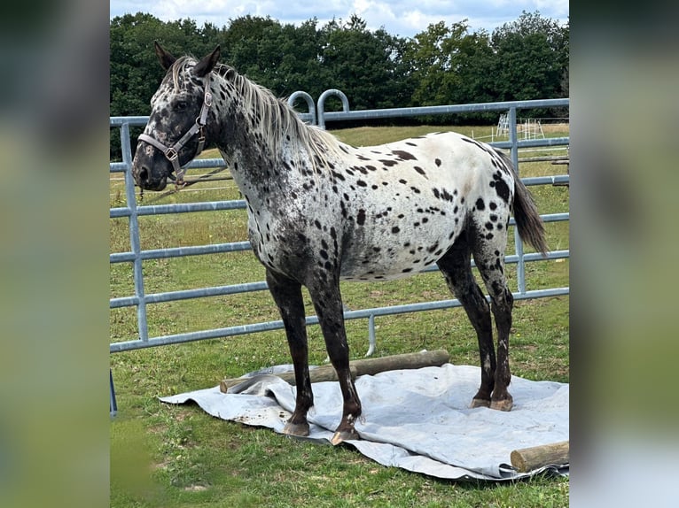 Appaloosa Mare 4 years 14,2 hh Leopard-Piebald in Kotternborn