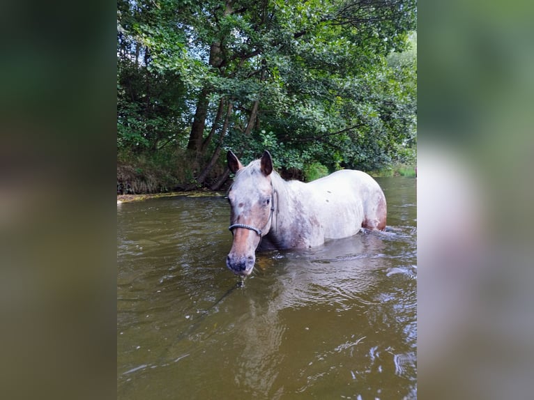 Appaloosa Mare 4 years 14,3 hh Roan-Bay in Eger