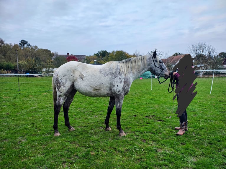 Appaloosa Mare 4 years 14,3 hh Roan-Bay in Eger
