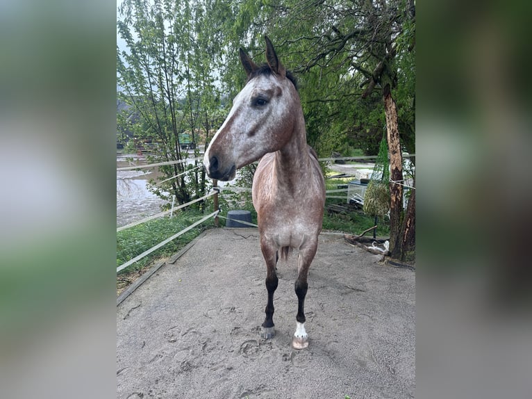 Appaloosa Mix Mare 4 years 15,1 hh Brown in Bad Wimpfen