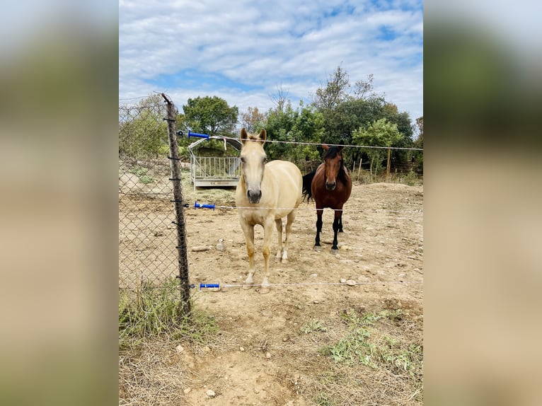 Appaloosa Mare 4 years 15,1 hh Champagne in Istres