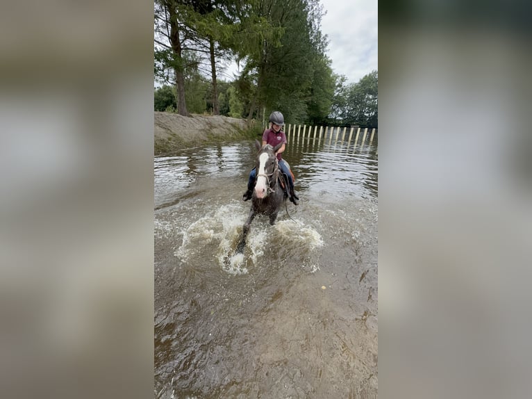 Appaloosa Mix Mare 4 years 15.1 hh Grey-Dapple in Soltau