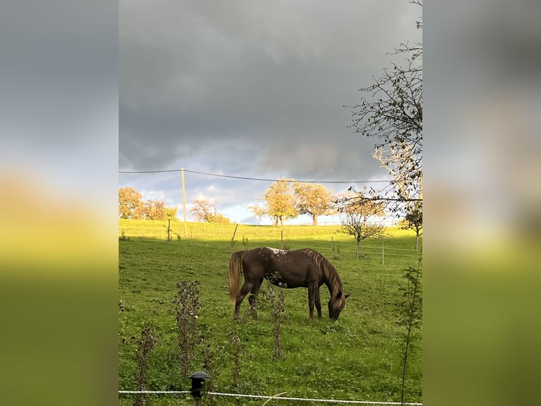 Appaloosa Mare 4 years 15.1 hh  in Lörrach