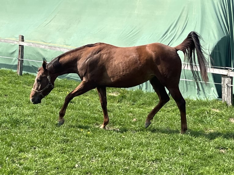 Appaloosa Mare 4 years 15.1 hh Sorrel in Schieder-Schwalenberg