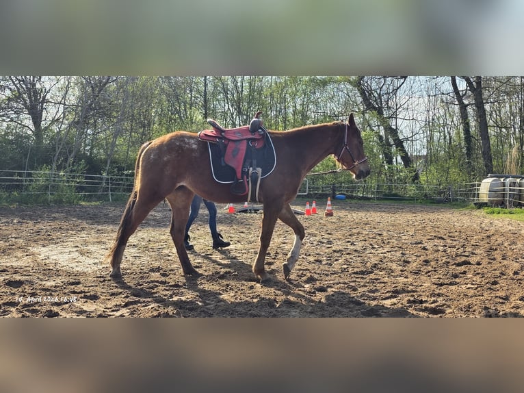 Appaloosa Mare 4 years 15.1 hh Sorrel in Dickel