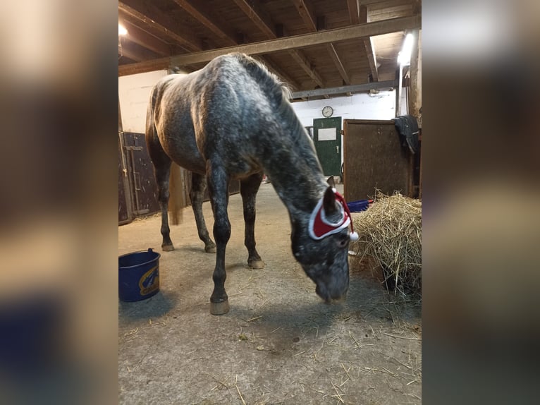 Appaloosa Mare 4 years 15,2 hh Leopard-Piebald in Gangelt