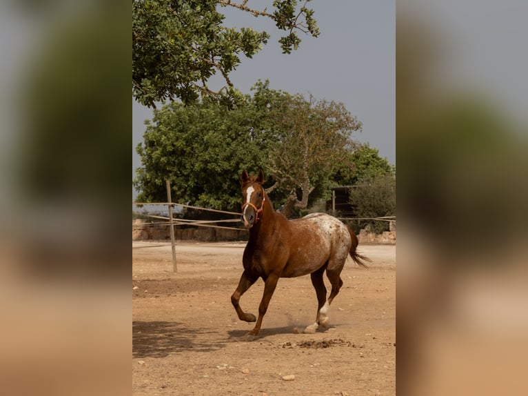 Appaloosa Mare 4 years 15 hh Brown in Algaida