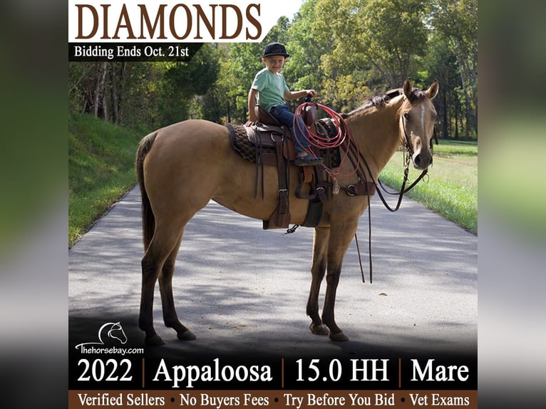 Appaloosa Mare 4 years 15 hh Buckskin in Clarkson, KY
