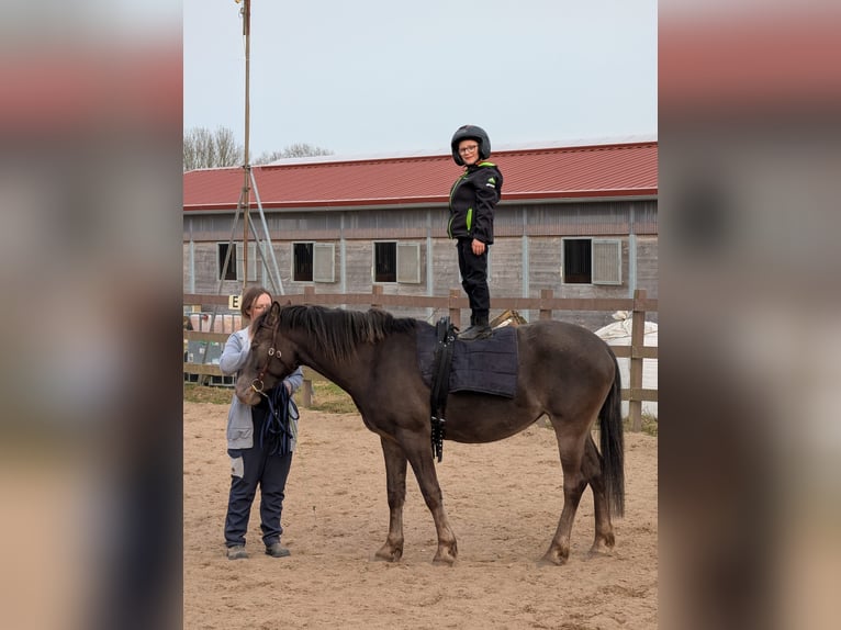 Appaloosa Mix Mare 4 years 15 hh Chestnut in Trittau