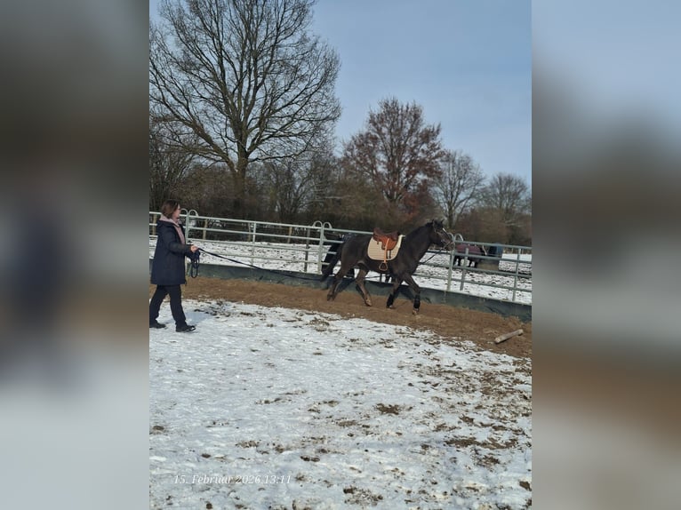 Appaloosa Mix Mare 4 years 15 hh Chestnut in Trittau