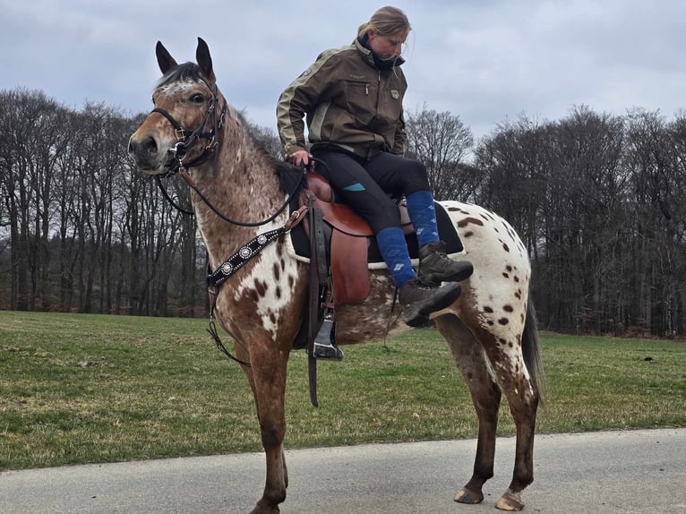 Appaloosa Mare 4 years 15 hh Leopard-Piebald in Linkenbach