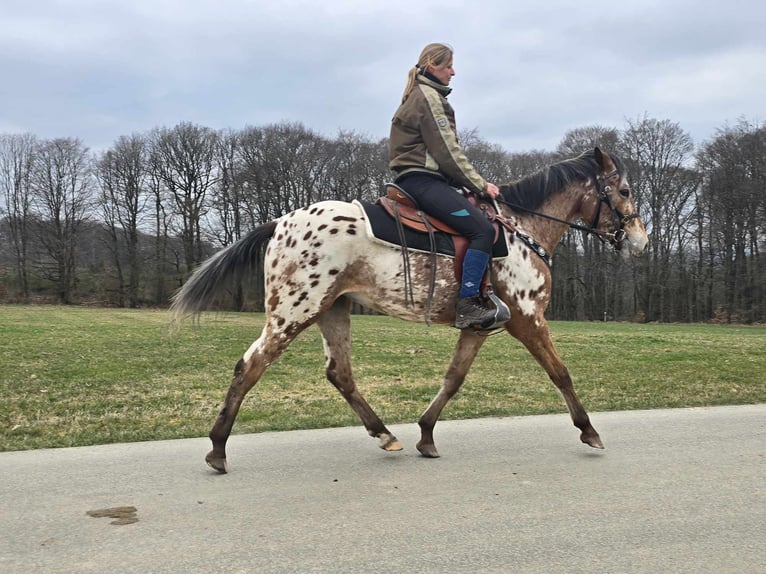 Appaloosa Mare 4 years 15 hh Leopard-Piebald in Linkenbach