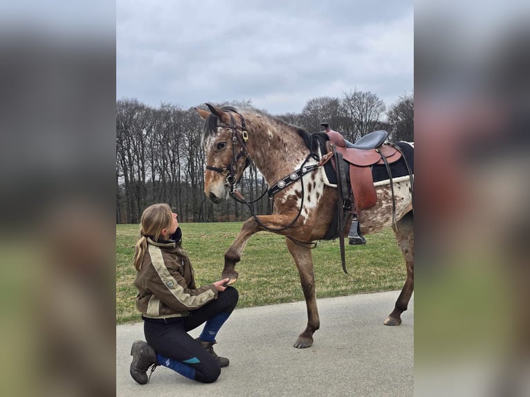 Appaloosa Mare 4 years 15 hh Leopard-Piebald in Linkenbach