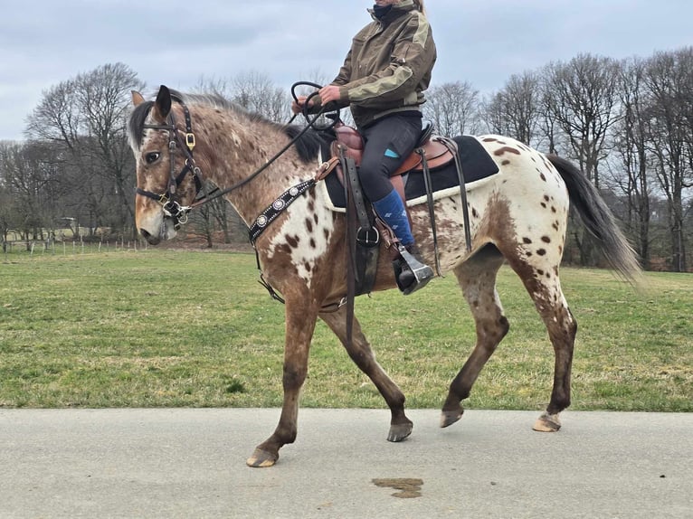 Appaloosa Mare 4 years 15 hh Leopard-Piebald in Linkenbach