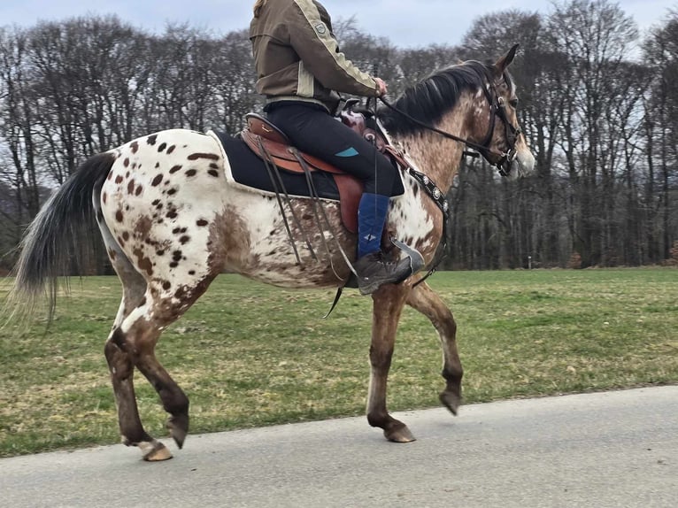 Appaloosa Mare 4 years 15 hh Leopard-Piebald in Linkenbach