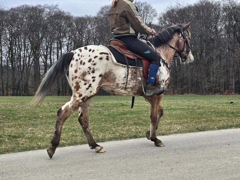 Appaloosa Mare 4 years 15 hh Leopard-Piebald in Linkenbach