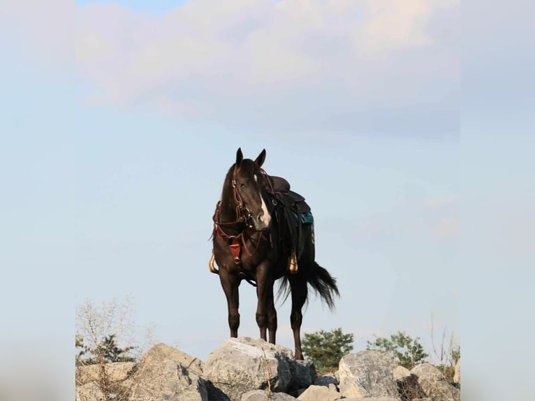 Appaloosa Mix Mare 4 years 15 hh in Rebersburg, PA