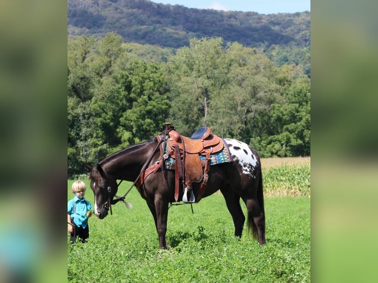 Appaloosa Mix Mare 4 years 15 hh in Rebersburg, PA