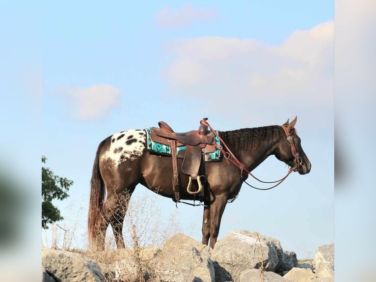 Appaloosa Mix Mare 4 years 15 hh in Rebersburg, PA