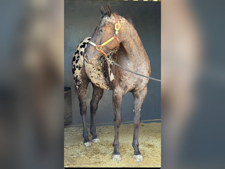 Appaloosa Mare 4 years 15,1 hh Black in Stadthagen
