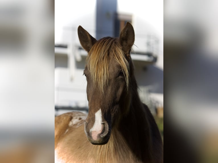 Appaloosa Mare 4 years 15,1 hh  in Lörrach