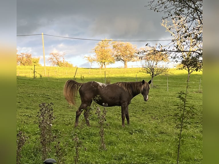 Appaloosa Mare 4 years 15,1 hh  in Lörrach
