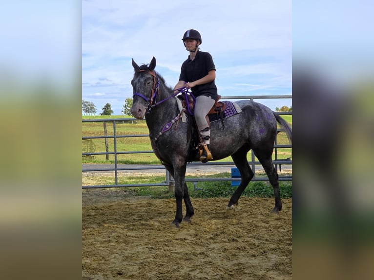 Appaloosa Mix Mare 4 years 15,1 hh Leopard-Piebald in Linkenbach
