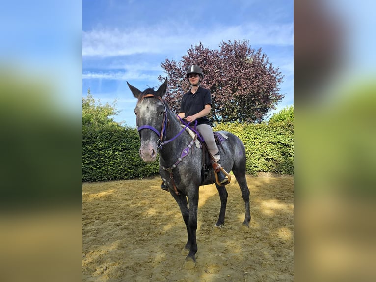 Appaloosa Mix Mare 4 years 15,1 hh Leopard-Piebald in Linkenbach